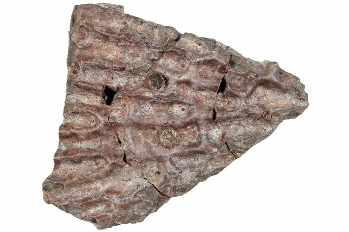 Triassic Amphibian (Metoposaurus) Scute Section - Arizona #234612
